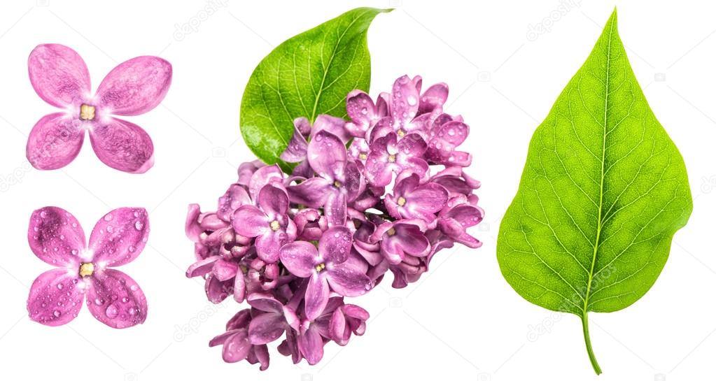 Spring lilac flowers with water drops. Pink blossoms and green l
