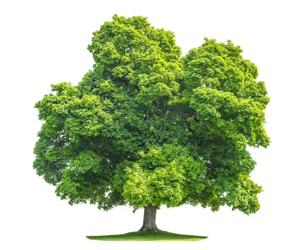 Albero d'acero verde isolato su sfondo bianco — Foto Stock