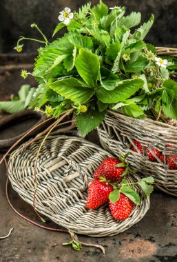 Red strawberries, green leaves ans spring flowers. Retro style