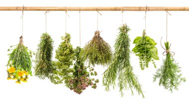 Fresh herbs dill, basil, rosemary, thyme, oregano, marjoram, dan