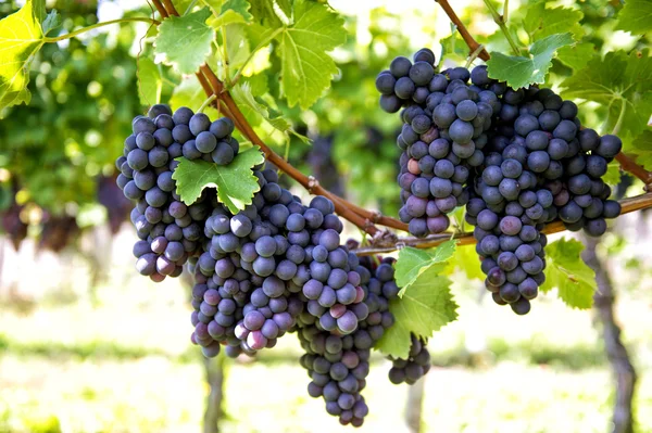 Röda druvor med gröna blad på rankan. Vine grape frukt växt — Stockfoto