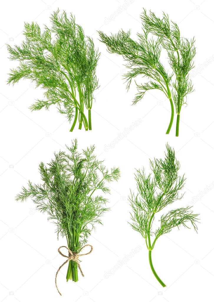 Dill herb leaves isolated on white. Condiment. Food ingredient