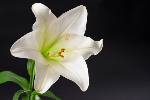 White lily flower blossom over black background. Condolence card