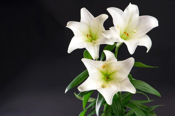 Lily bloemen boeket op zwarte achtergrond — Stockfoto