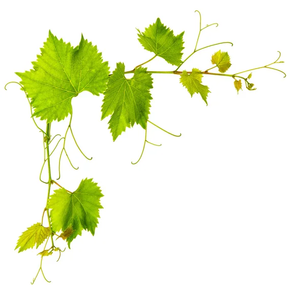 Grape vine leaves isolated on white background — Stock Photo, Image