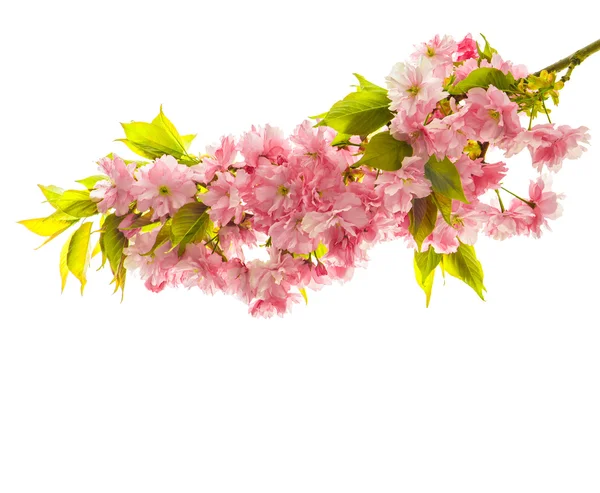 Kersenboom bloei. Lente sakura bloemen geïsoleerd op wit — Stockfoto