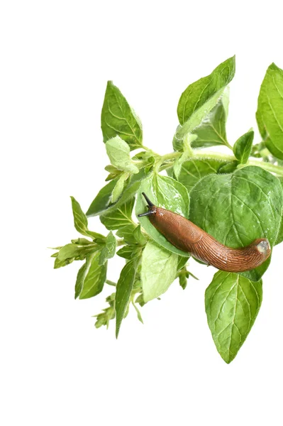 A slug on the garden herbs leaves — Stok fotoğraf