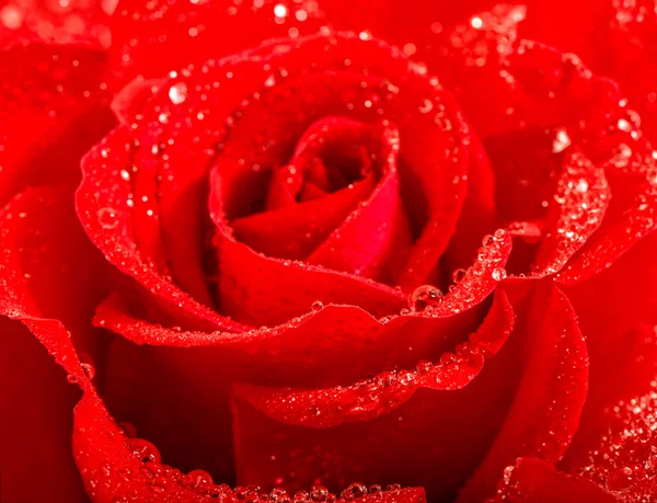 Nahaufnahme von roten Rosenblüten mit Wassertropfen. Urlaubsgrüße — Stockfoto