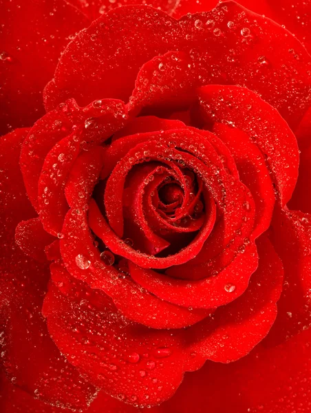 Červená růže květ s vodou kapky. Dovolená pozdrav card concep — Stock fotografie