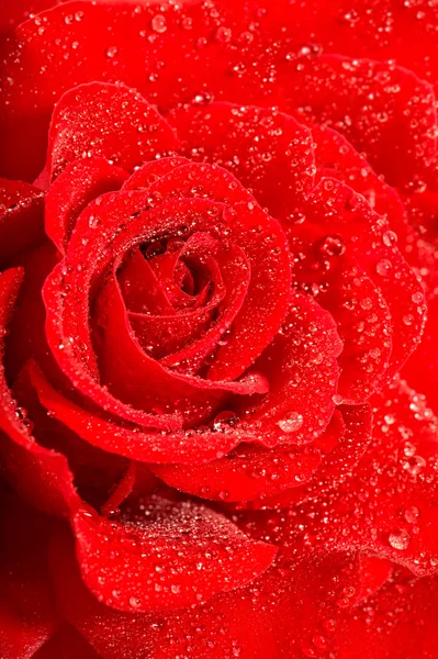Ο κόκκινος αυξήθηκε λουλούδι με νερό που πέφτει. Διακοπές Χαιρετισμοί κάρτα πρωτότ — Φωτογραφία Αρχείου