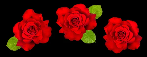 Red rose with green leaves on black background. Flower head — Stockfoto