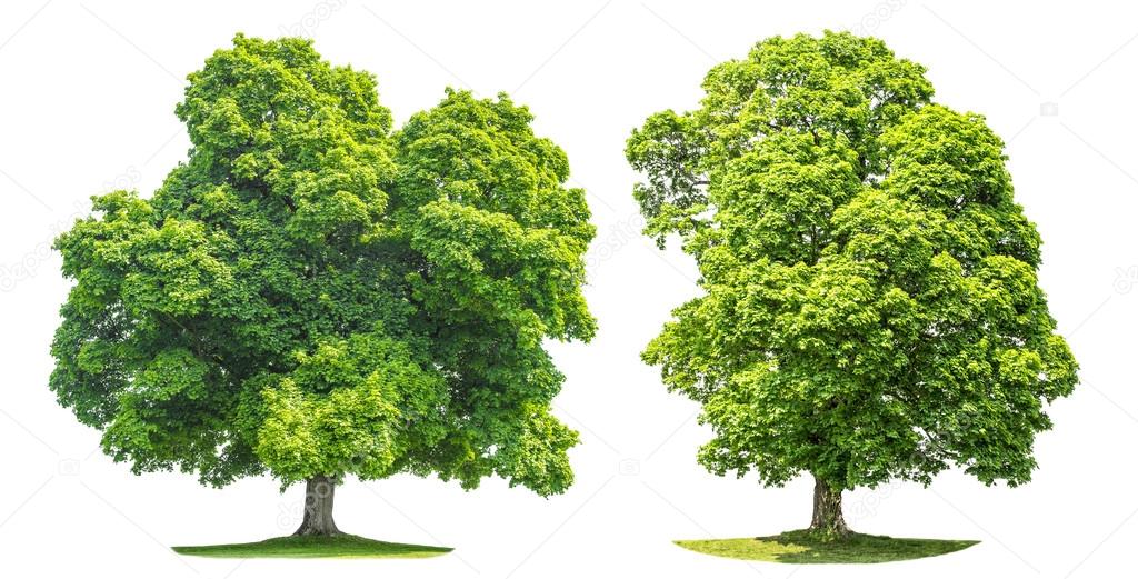 Green maple tree isolated on white background