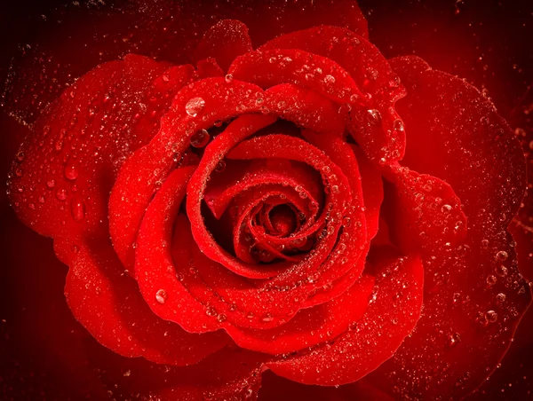 Rosa roja con gotas de agua. Tarjeta de felicitaciones de vacaciones — Foto de Stock