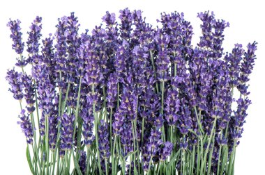 Lavender flowers over rustic metal background. Fresh blossoms