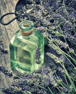 Dreied lavender flowers with herbal oil and scissors. Vintage st