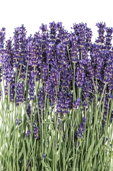 Lavender flowers over white background. Fresh blossoms — Stock Photo, Image