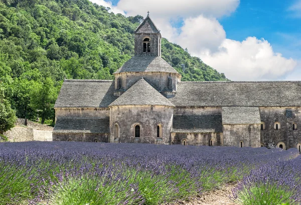 Лавандовое поле в Провансе, Франция. Пейзаж с А. — стоковое фото