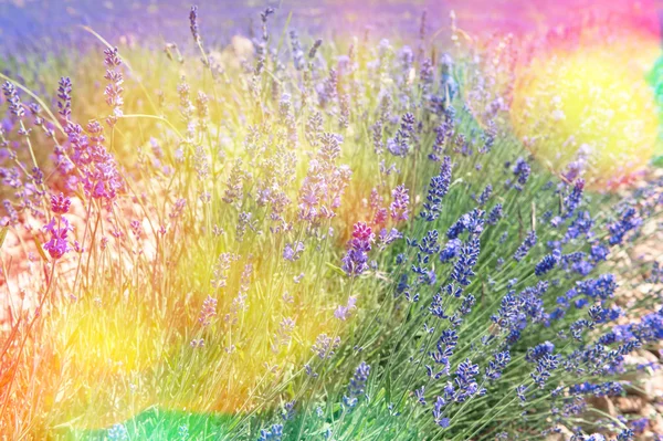 Fioritura di fiori di lavanda a Valensole, Provenza. Vintage s — Foto Stock