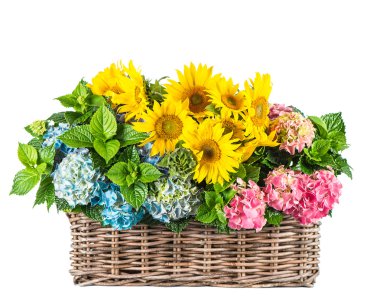 Ayçiçeği ve HORTENSIA çiçeği. Yaz çiçek sepeti