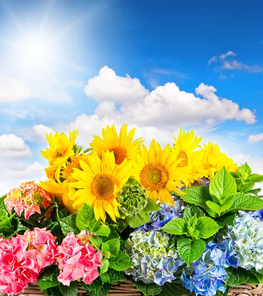 Solrosor och hortensia blommar under blå himmel. Sommarblommor — Stockfoto