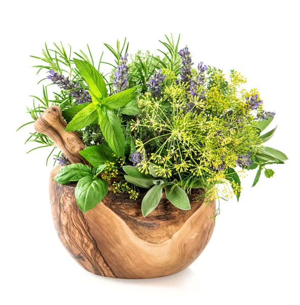 Herbs and spices dill, rosemary, basil, mint, sage, lavender. He — Stockfoto