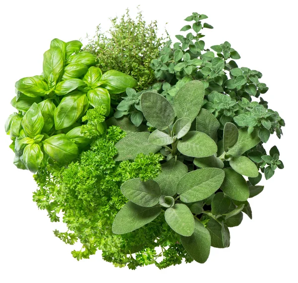 Fresh herbs isolated on white background. Food ingredients — Stock fotografie