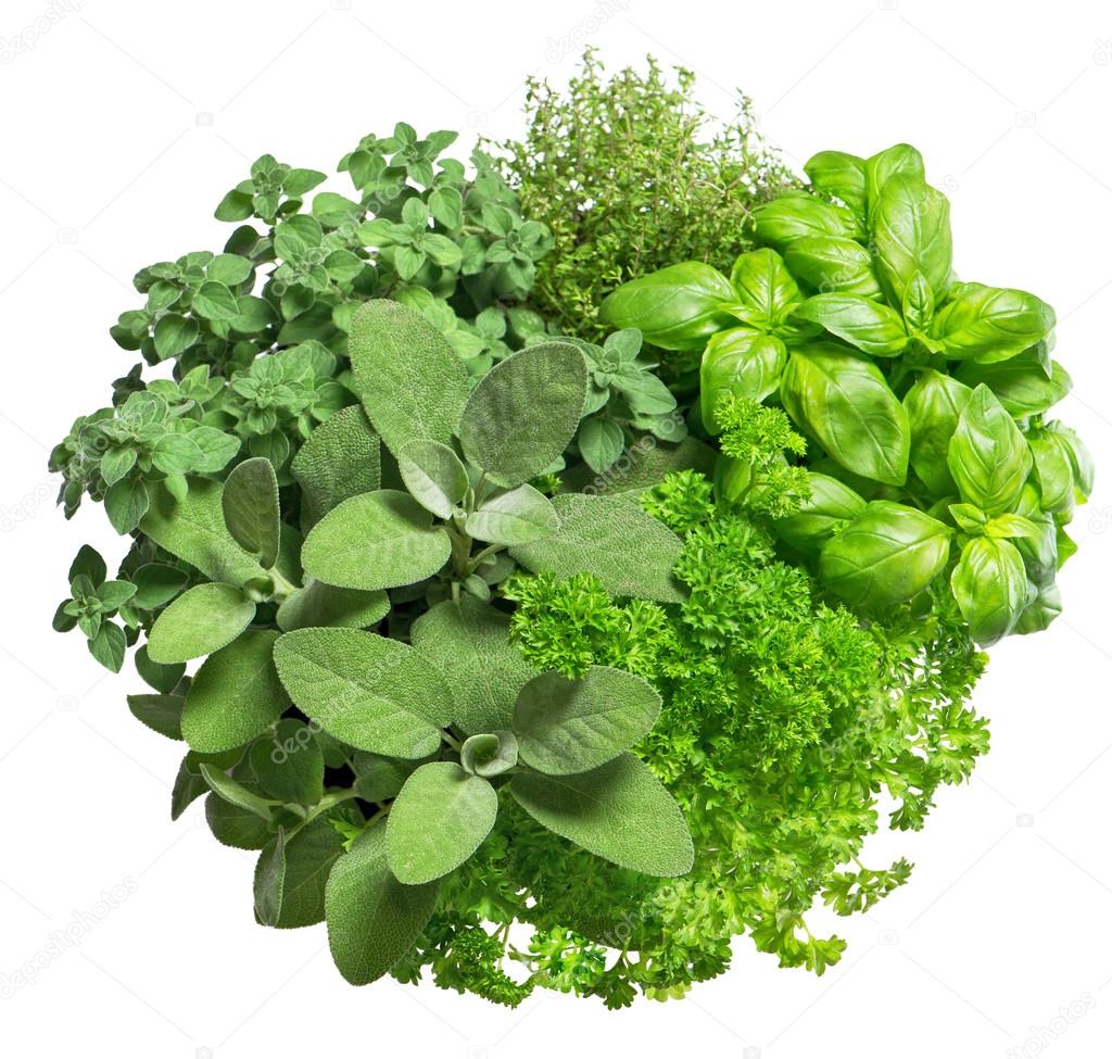 Food ingredients. Fresh herbs isolated on white background