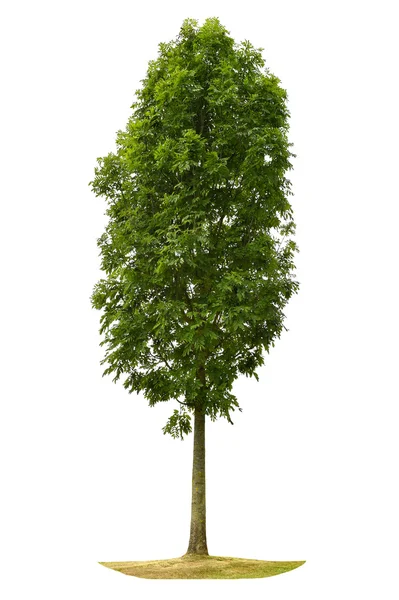 Зелене дерево ізольовано на білому тлі. Об'єкт природи — стокове фото