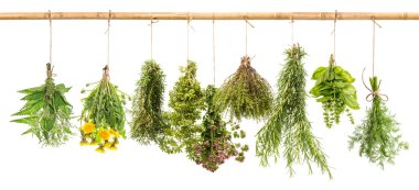 Fresh herbs dill, basil, rosemary, thyme, oregano, marjoram, dan