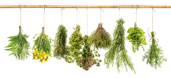 Fresh herbs dill, basil, rosemary, thyme, oregano, marjoram, dan — Stok fotoğraf