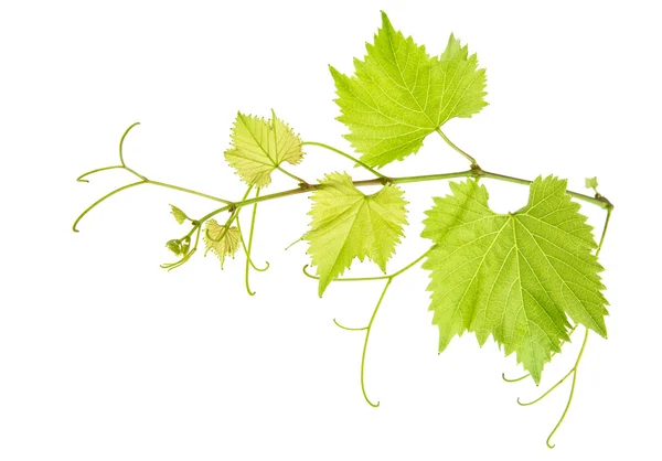 Rama de hojas de vid aislada en blanco. Hoja de uva verde — Foto de Stock