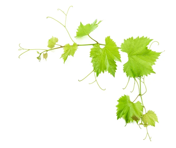 Wijnbladeren geïsoleerd op wit. Groen blad — Stockfoto