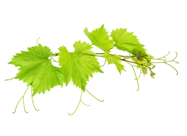 Виноградные листья ветви изолированы на белом фоне — стоковое фото