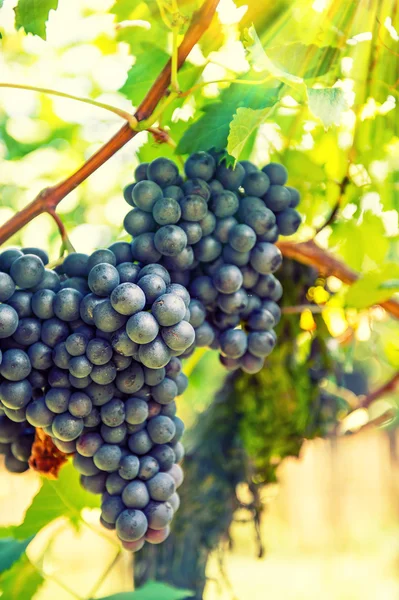 Uvas vermelhas frutas com folhas verdes na videira. Estilo vintage — Fotografia de Stock