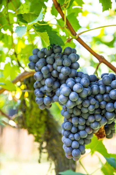 Röda druvor med gröna blad på rankan. Vine grape frukt växt — Stockfoto