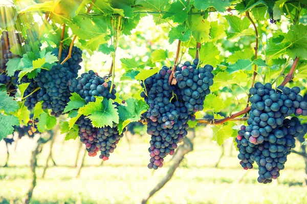 Červené hrozny ovoce se zelenými listy na vinici. Retro styl — Stock fotografie