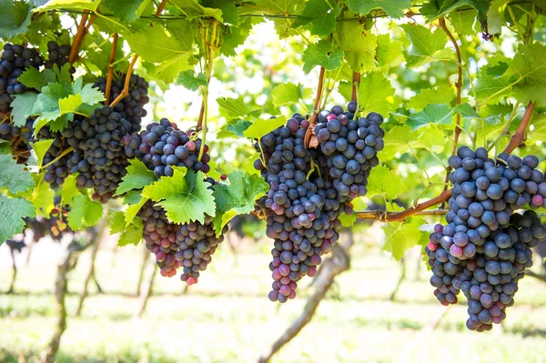 Uvas com folhas verdes — Fotografia de Stock