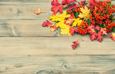 kırmızı ve sarı yapraklar