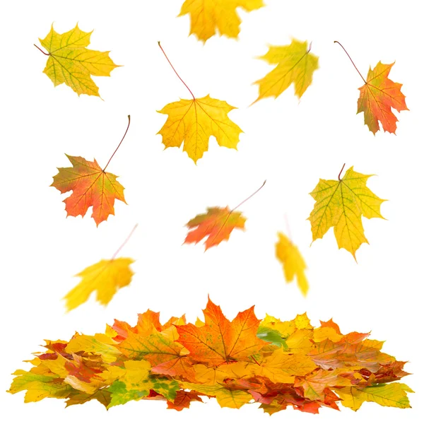 Kleurrijke esdoorn bladeren — Stockfoto