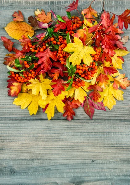 Folhas vermelhas e amarelas — Fotografia de Stock