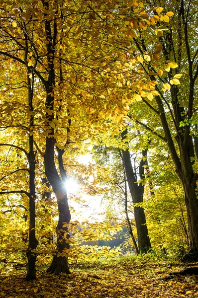 Caduta in un parco. Bellissimo paesaggio forestale autunno — Foto Stock