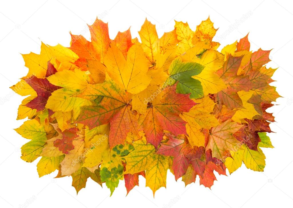 colorful Maple leaves