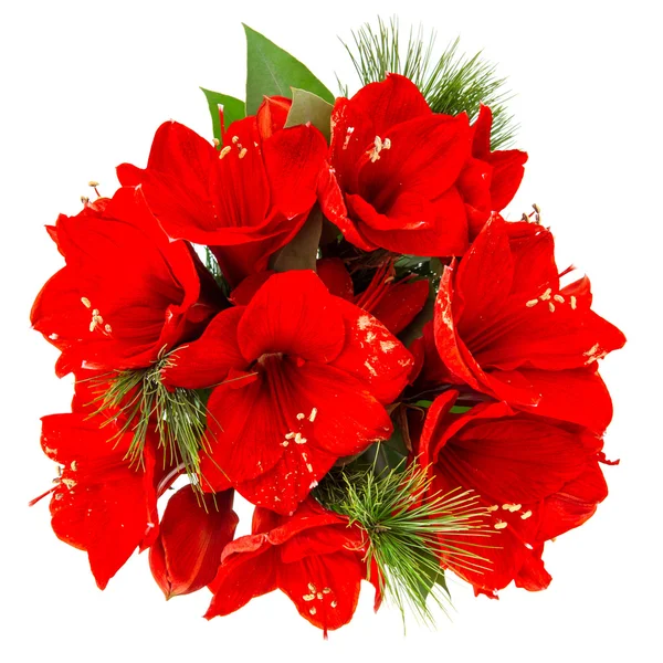 Amaryllis blüht. rote Weihnachtsblumen Strauß — Stockfoto