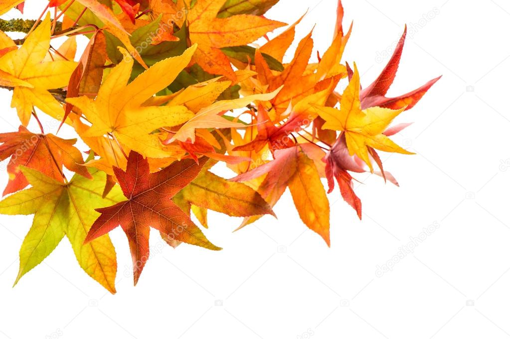 Red green yellow maple leaves. Autumn