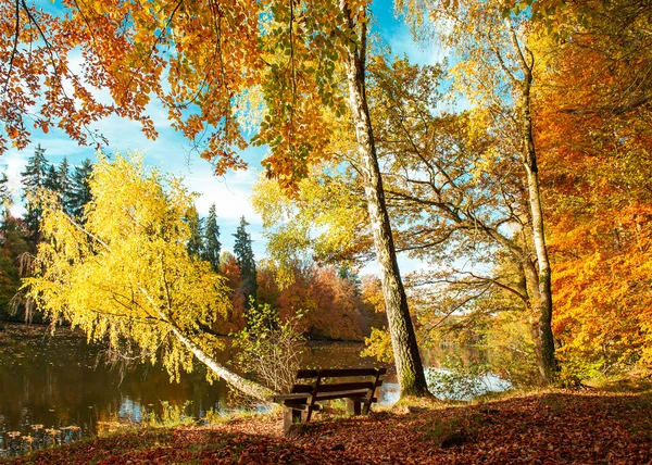 Beautiful autumn forest landscape. Fall in park — Stockfoto