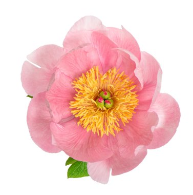 Pink peony blossom isolated on white. Flower head