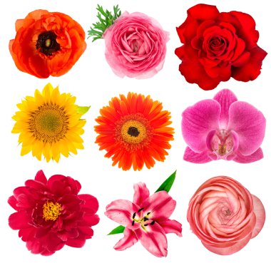 Tek çiçek başları. Lily, orkide, Düğünçiçeği, ayçiçeği, gerber