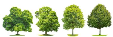 Set of green trees maple, linde, chestnut. Nature objects