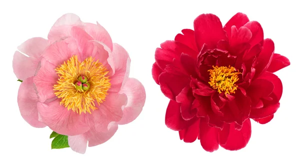 Fiori di peonia rosa e rossi isolati su bianco. Testa di fiore — Foto Stock