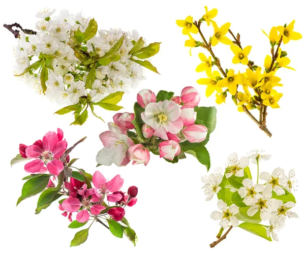 Blossoms of apple and pear tree, cherry twig. Spring flowers — Stock Photo, Image